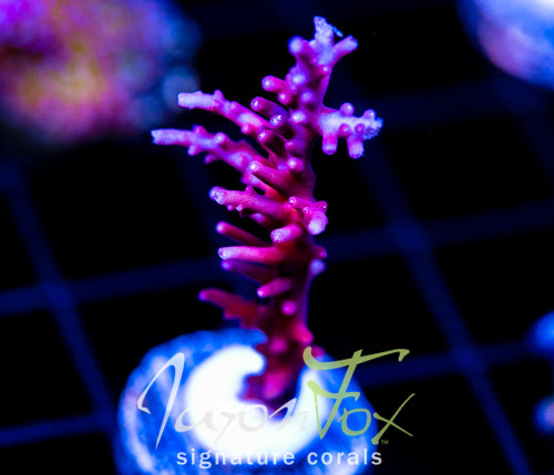 TYREE RED DRAGON ACRO