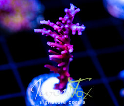 TYREE RED DRAGON ACRO
