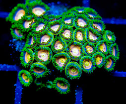 CC LAZER LEMONS ZOAS