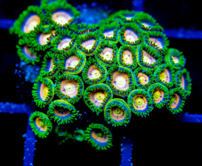 CC LAZER LEMONS ZOAS