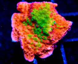 WWC GRAFTED MONTI CAP