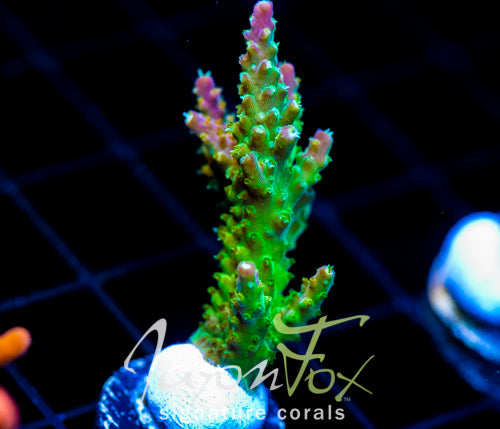 JF HATERAID ACRO