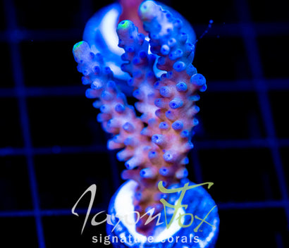 WYSIWYG – Jason Fox Signature Corals