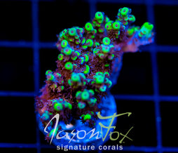 JF YELLOW SABER ACRO XL FRAG