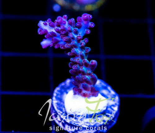 ORA PEARLBERRY ACRO