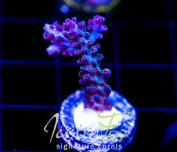 ORA PEARLBERRY ACRO