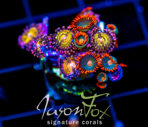 JF GATORAIDES ZOAS COMBO