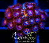 JF CRAZY EYES ZOAS XL