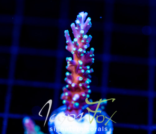 JF KAMIKAZE ACRO
