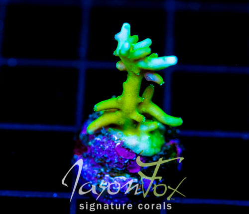 JF GREEN DRAGON ACRO