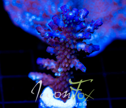 JF COOLERS CHAMPAGNE ACRO XL FRAG