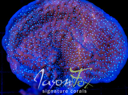 TYREE MONTI UNDATA 3" COLONY