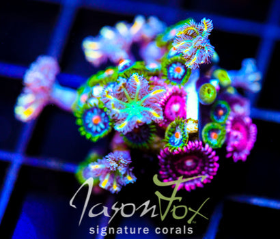 JF STARGAZERS ZOAS COMBO