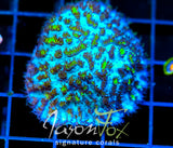 JF BLUEBERRY BLAST HYDNO XXL FRAG