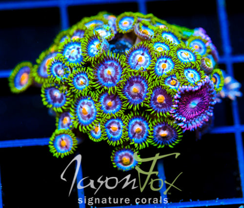 JF ASS MONKEYS ZOAS COMBO