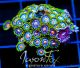 JF ASS MONKEYS ZOAS COMBO