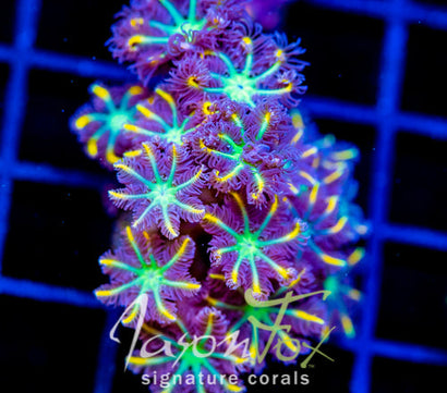 JF YELLOW INFUSED RAINBOW CLOVES