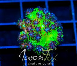 JF INFERNO GALAXIA