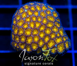 JF ORANGE LEPTASTREA XXL FRAG