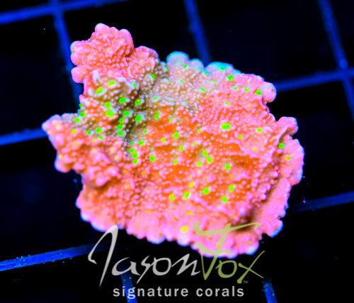 JF GRAFTED SUN MONTI