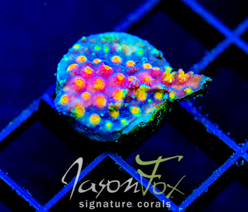 JF PARTY CRASHER CYPHASTREA