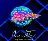 JF PARTY CRASHER CYPHASTREA
