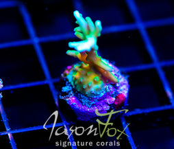 JF GREEN DRAGON ACRO