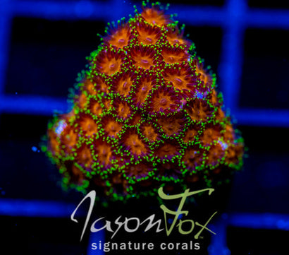 JF ELUSIVE ORANGE LEPTASTREA