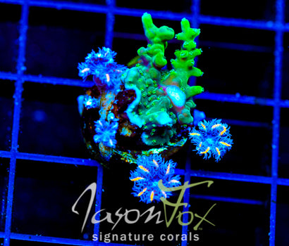 JF GREEN DRAGON ACRO COMBO