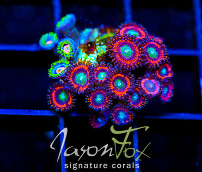 JF BIG BANG ZOA COMBO