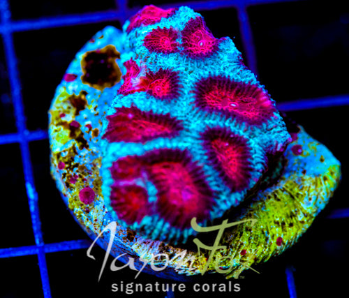 JF FIERY RED FAVIA