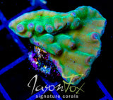 JF GREEN HERO TURBINARIA