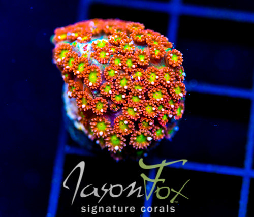 JF KALEIDOSCOPE GONI