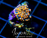 JF LAVA DOME MUSHROOM SMALL