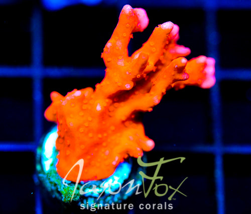 JF RED HOT SETOSA