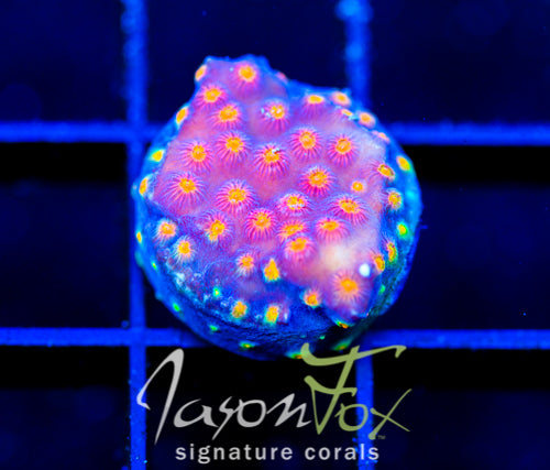 JF PARTY CRASHER CYPHASTREA