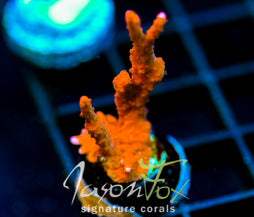 JF FIRESTARTER MONTI HIRSUTA