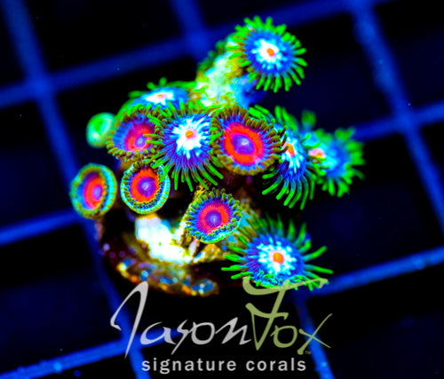 JF STARGAZERS ZOAS COMBO