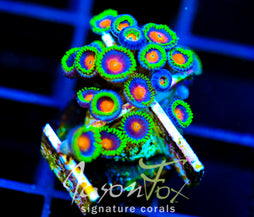 JF DRAGON EYES ZOAS