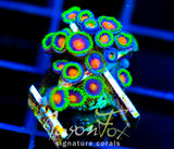 JF DRAGON EYES ZOAS