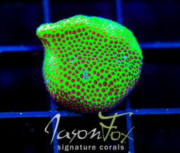JF SPECIAL PORITES