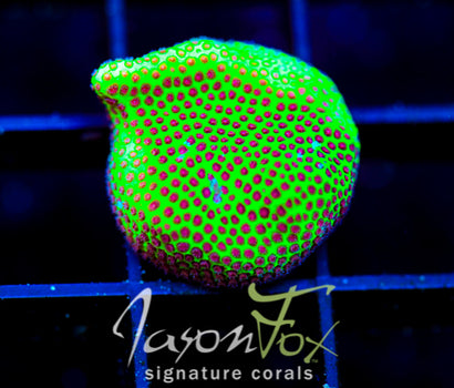 JF SPECIAL PORITES