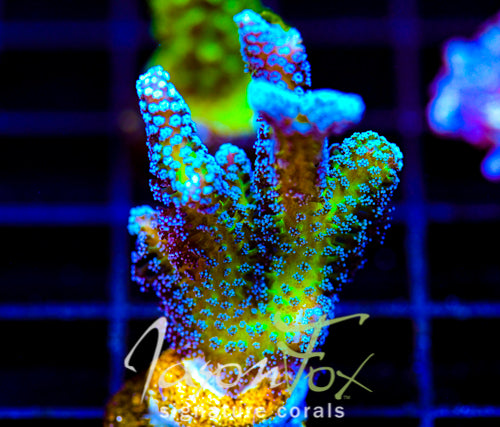 JF ENCHANTED FOREST BN