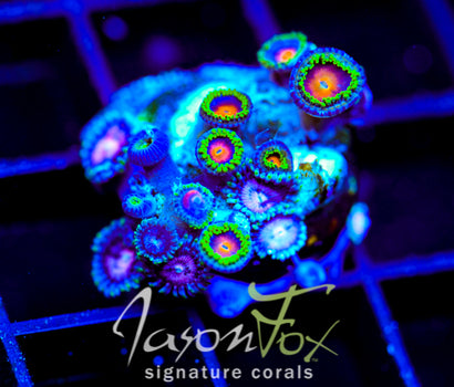 JF DRAGON EYES ZOAS COMBO