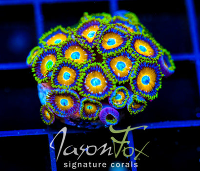 JF AUSSIE SCAMBLED EGG ZOAS