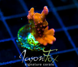 JF BLACK LIGHT SETOSA