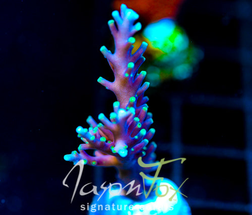 JF KAMIKAZE ACRO