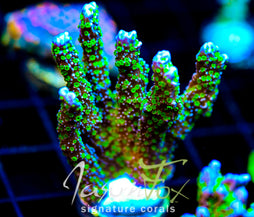 TUBS MONTI STELATTA XL FRAG