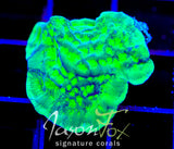 JF TOXIC GREEN LEPTO