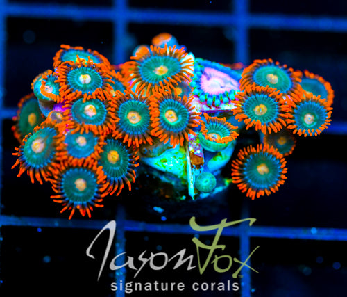 JF GATORAIDES ZOAS COMBO